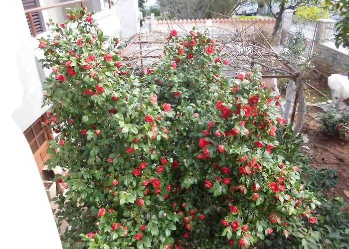 Beautiful-banjole-beachside-apartment-a2-150m-from-the-beach Lejlighed Banjole